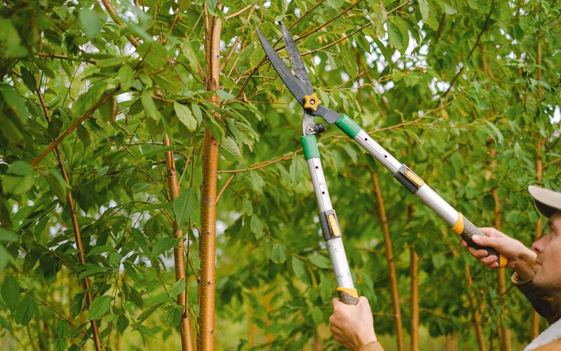 Tree trimming in Kaumakani, HI